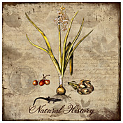 Printed Art Botanical Natural History by Tina LaVoie