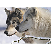 Printed Art Animal Zoo Wolf by Gordon Semmens