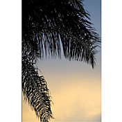 Printed Art Botanical Sundown Sky by Harold Silverman - Foliage & Greenery