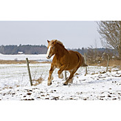 Gedrukt Art Animal Paard van Carl Rosen