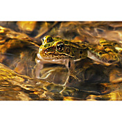 Printed Art Animal HDR16 by Gordon Semmens