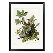 Gerahmter Kunstdruck American Robin von Vintage Apple-Sammlung