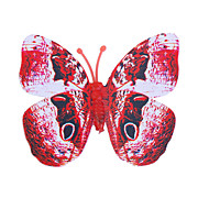  Glow-in-Dark Butterfly