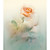  Pink Flowers Contemporary Graphics Nature Mural