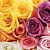  Colorful Roses Floral Nature Mural