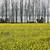  Yellow Floral Nature Mural