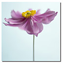 gedruckt Leinwand art floral corolla i durch flowerphotos mit gestreckten Rahmen
