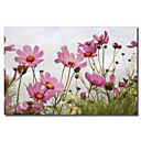 Kunst auf Leinwand gedruckt floral pink blühen i durch flowerphotos mit gestreckten Rahmen